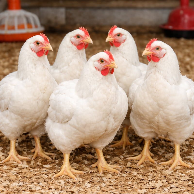 4 weeks broiler — mature